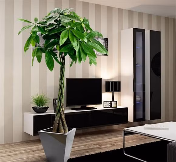 Gan Tet Nguyen dan ma thieu tien, ban nen trong gap cay nay trong nha-Hinh-3