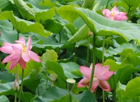 Nhan biet ke tieu nhan hay nguoi quan tu, nhin 4 diem nay la ro-Hinh-2