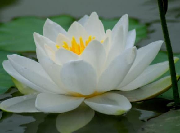 Nhận biết kẻ tiểu nhân hay người quân tử, nhìn 4 điểm này là rõ Nhan biet ke tieu nhan hay nguoi quan tu, nhin 4 diem nay la ro