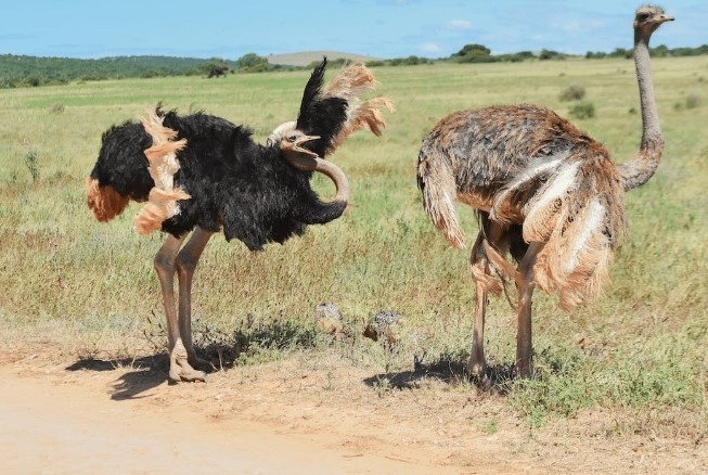 Loài chim duy nhất có 2 ngón chân, có mắt to hơn não Loai chim duy nhat co 2 ngon chan, co mat to hon nao