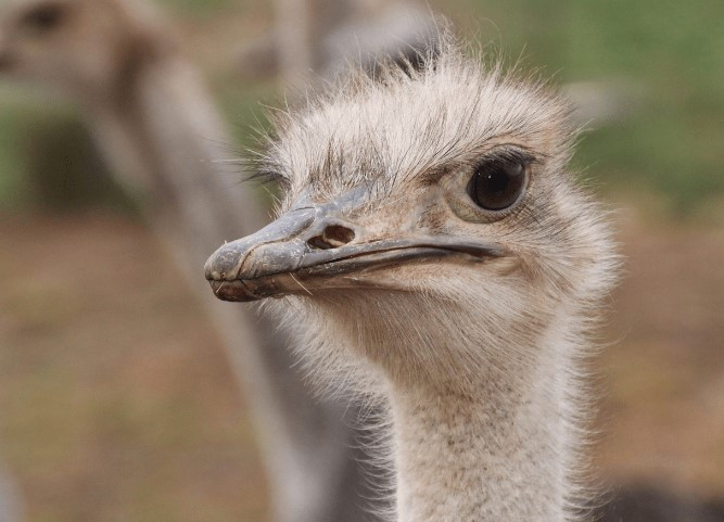 Loài chim duy nhất có 2 ngón chân, có mắt to hơn não - Hình 2 Loai chim duy nhat co 2 ngon chan, co mat to hon nao-Hinh-2