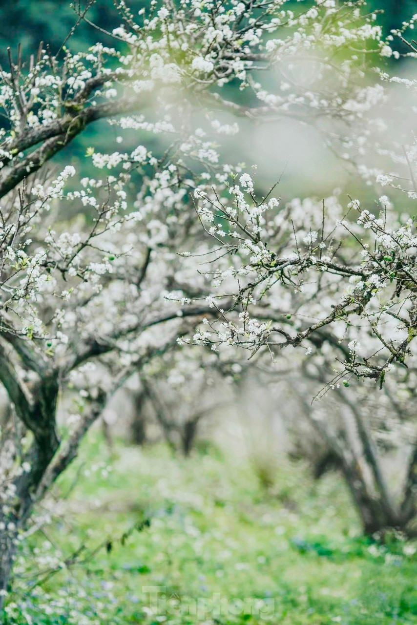 Say dam rung hoa man trang tinh khoi tren cao nguyen Moc Chau-Hinh-10