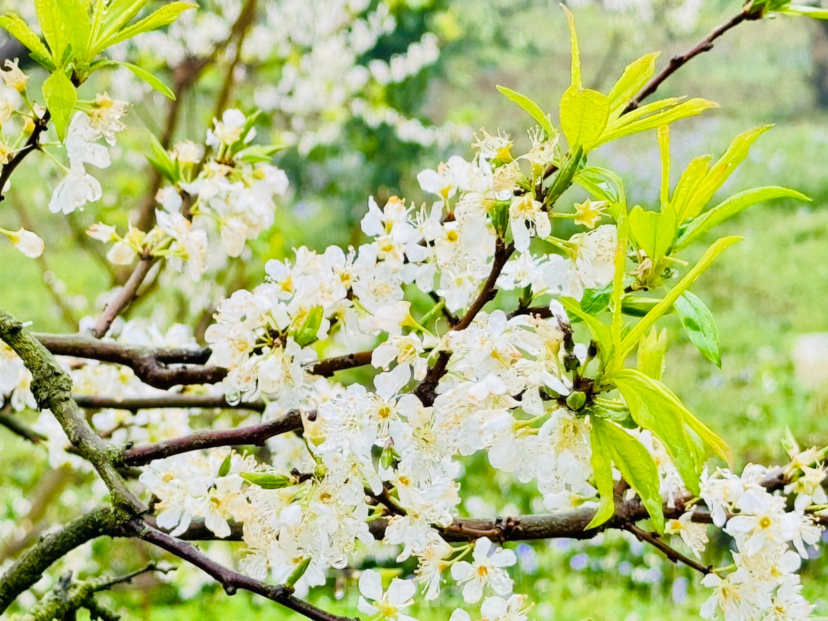 Say dam rung hoa man trang tinh khoi tren cao nguyen Moc Chau-Hinh-13