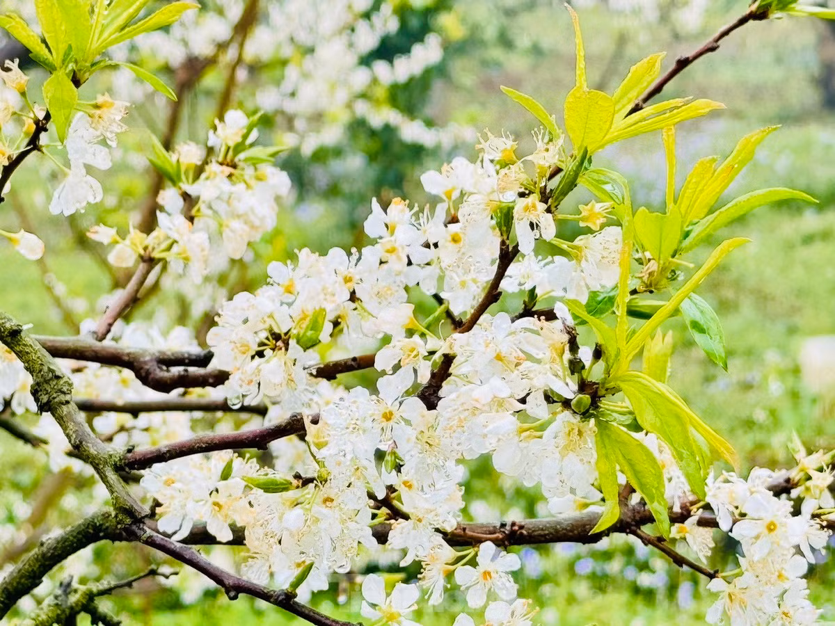 Say dam rung hoa man trang tinh khoi tren cao nguyen Moc Chau-Hinh-13