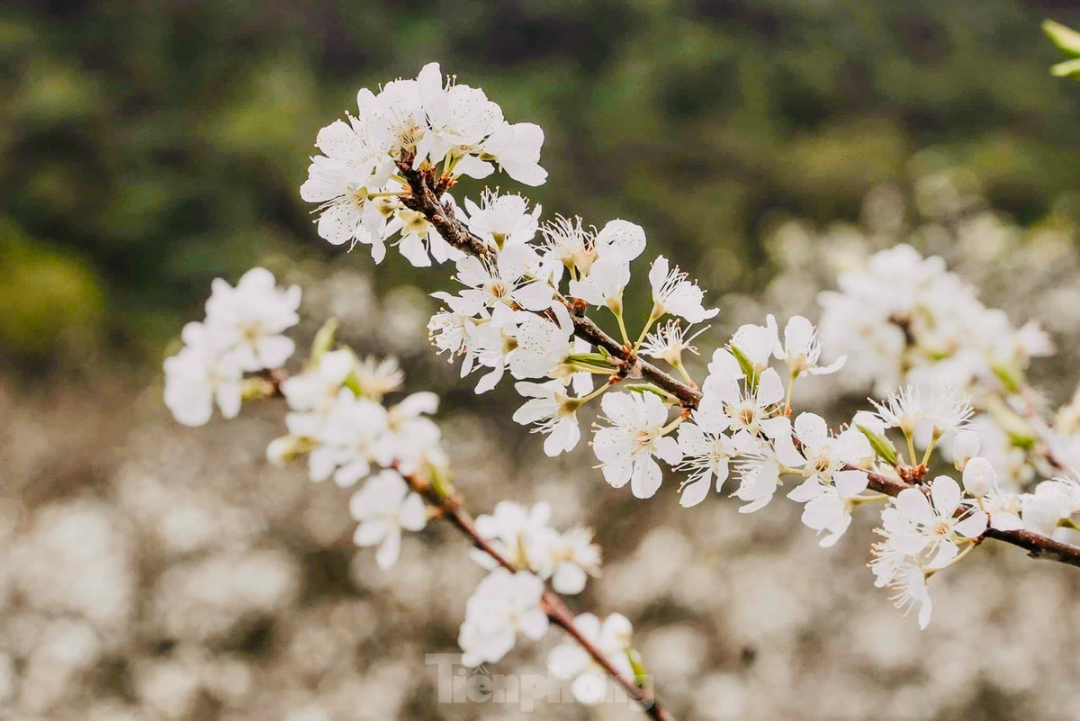 Say dam rung hoa man trang tinh khoi tren cao nguyen Moc Chau-Hinh-6
