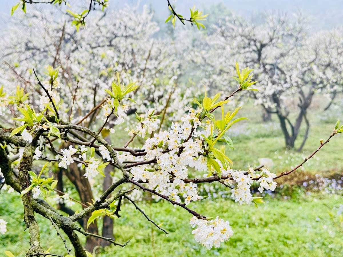 Say dam rung hoa man trang tinh khoi tren cao nguyen Moc Chau-Hinh-14