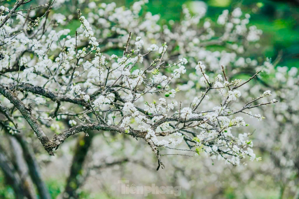 Say dam rung hoa man trang tinh khoi tren cao nguyen Moc Chau-Hinh-5