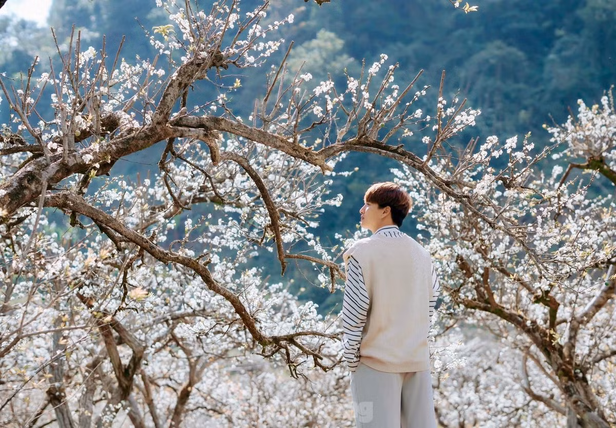 Say dam rung hoa man trang tinh khoi tren cao nguyen Moc Chau-Hinh-4