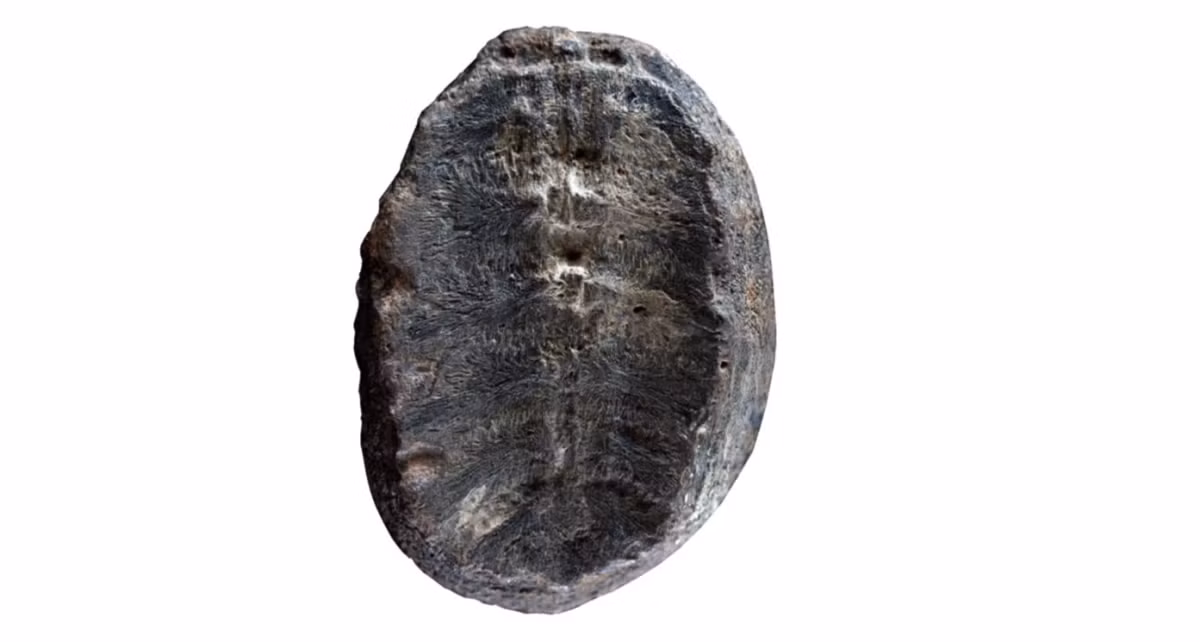 Lộ diện sinh vật quý báu hơn 100 triệu năm tuổi ảnh 1