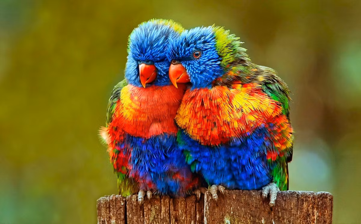 Sinh con nam Giap Thin 2024 vao thang Am lich nao cuoc doi hanh phuc-Hinh-3