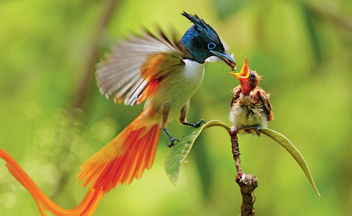 Sinh con năm Giáp Thìn 2024 vào tháng Âm lịch nào cuộc đời hạnh phúc - Hình 2 Sinh con nam Giap Thin 2024 vao thang Am lich nao cuoc doi hanh phuc-Hinh-2