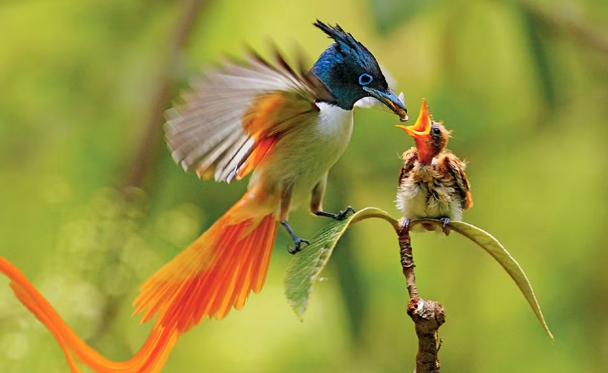 Sinh con nam Giap Thin 2024 vao thang Am lich nao cuoc doi hanh phuc-Hinh-2