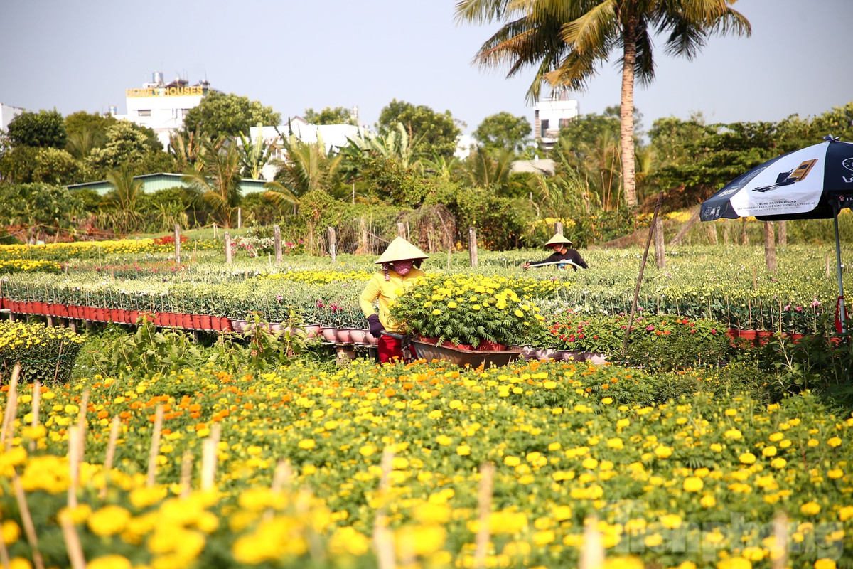 Theo ghi nhận của PV Tiền Phong (sáng 28/1), tại làng hoa Phó Thọ - Bà Bộ (quận Bình Thuỷ, TP. Cần Thơ), ngoài những loại hoa phổ biến như vạn thọ, hoa hồng, hoa giấy, hoa đồng tiền… thì năm nay, các nhà vườn nơi đây nắm bắt được nhu cầu người tiêu dùng, mạnh dạn trồng những giống hoa mới phục vụ nhu cầu của người dân trong dịp Tết.
