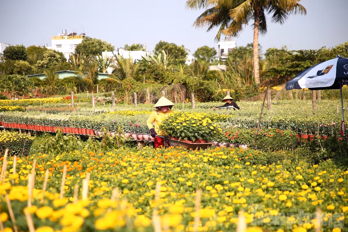 Theo ghi nhận của PV Tiền Phong (sáng 28/1), tại làng hoa Phó Thọ - Bà Bộ (quận Bình Thuỷ, TP. Cần Thơ), ngoài những loại hoa phổ biến như vạn thọ, hoa hồng, hoa giấy, hoa đồng tiền… thì năm nay, các nhà vườn nơi đây nắm bắt được nhu cầu người tiêu dùng, mạnh dạn trồng những giống hoa mới phục vụ nhu cầu của người dân trong dịp Tết.