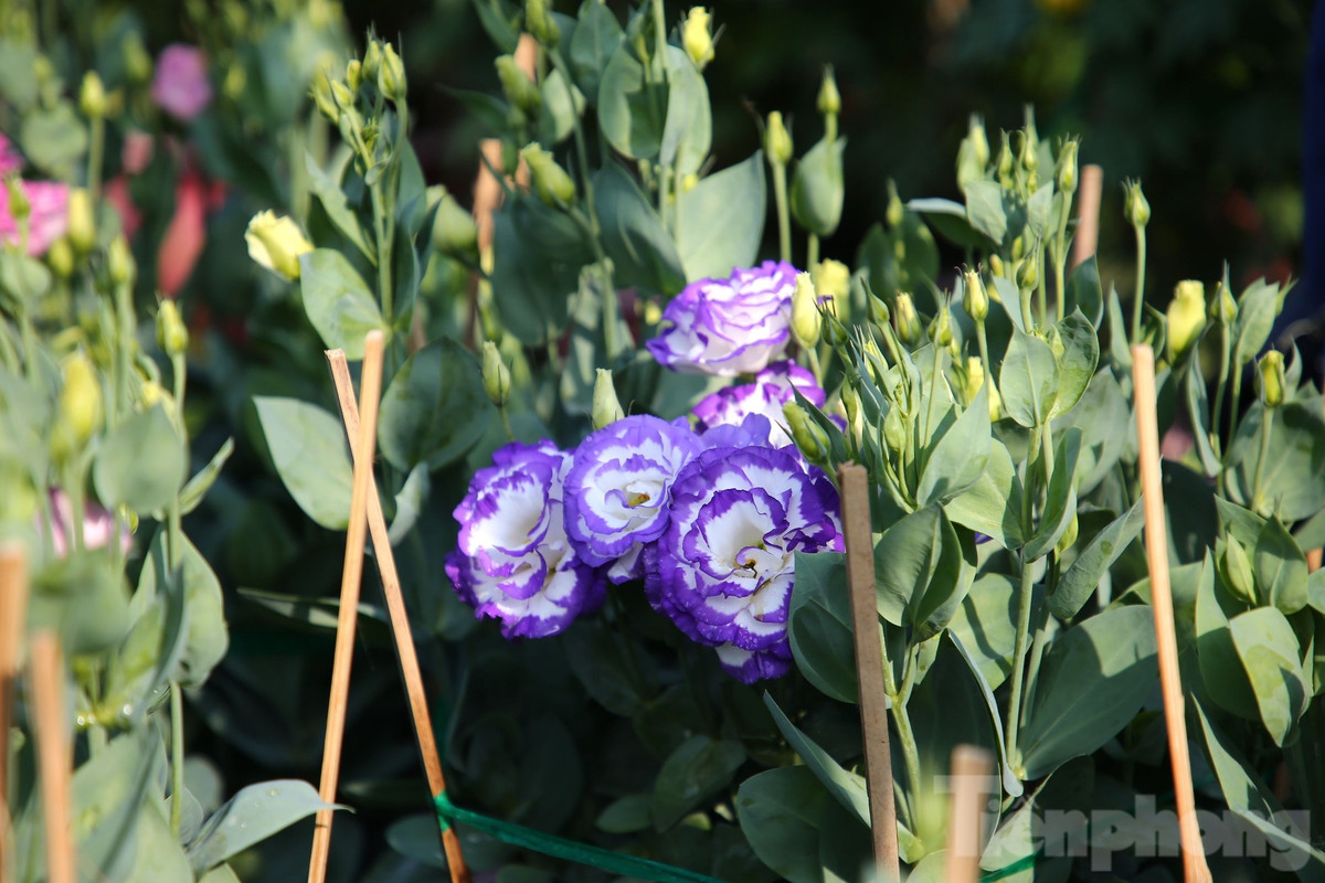 Theo nhiều nhà vườn trồng hoa, năm nay kinh tế khó khăn, thời tiết bất lợi nên giảm số lượng, chủ yếu trồng theo đơn đặt hàng.