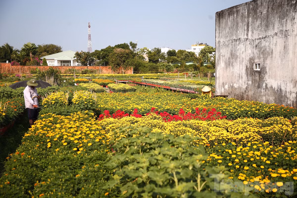 Theo một số nhà vườn trồng hoa, hoa cát tường được bán với giá 200.000 đồng/cặp, hoa vạn thọ từ 300.000-400.000 đồng/cặp tuỳ theo kích cỡ.