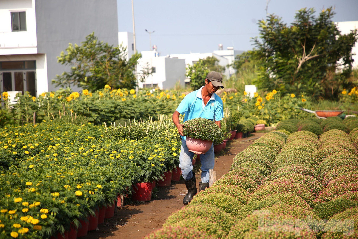 Dọc theo tuyến đường vào làng hoa, người dân đang tất bật chăm sóc, sản xuất nhằm đảm bảo cung ứng cho thị trường Tết Nguyên đán 2024.