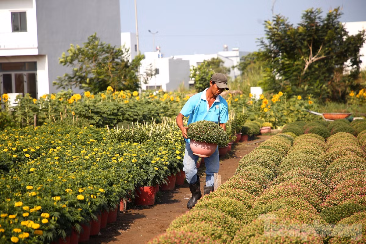 Dọc theo tuyến đường vào làng hoa, người dân đang tất bật chăm sóc, sản xuất nhằm đảm bảo cung ứng cho thị trường Tết Nguyên đán 2024.