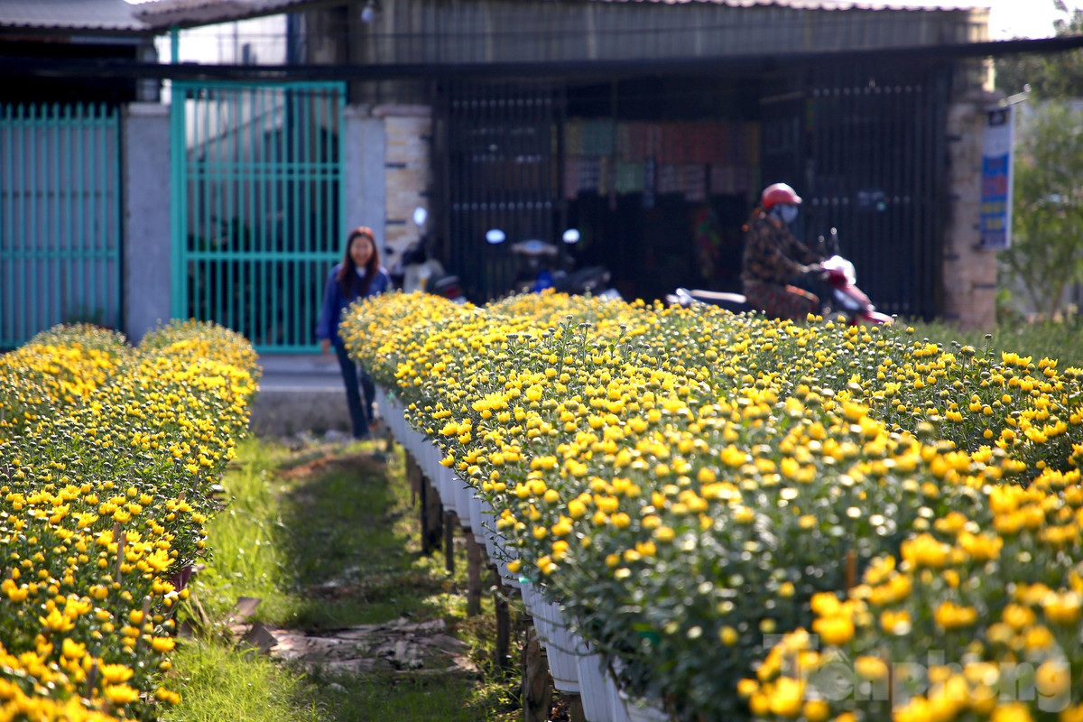 Các loại hoa được trồng chủ yếu là vạn thọ, cúc mâm xôi, cúc Đài Loan, cát tường, mai dạ thảo…