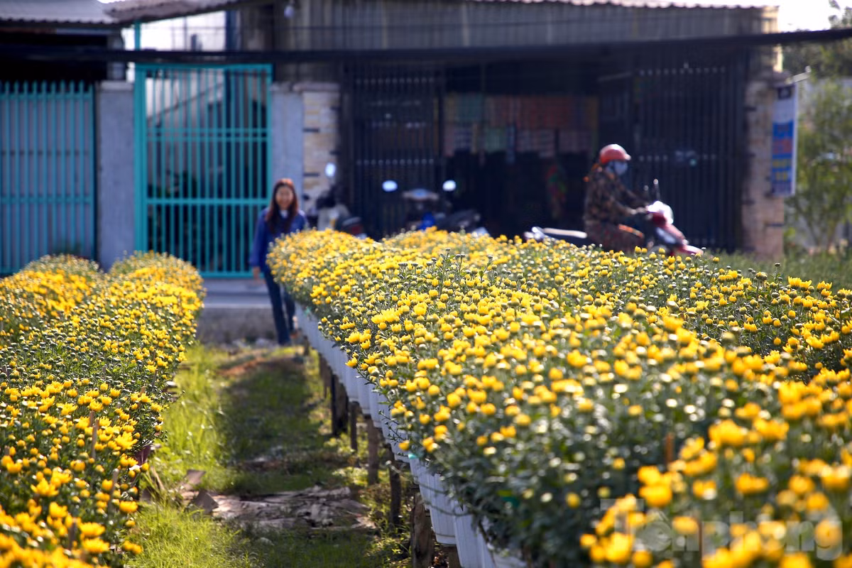 Các loại hoa được trồng chủ yếu là vạn thọ, cúc mâm xôi, cúc Đài Loan, cát tường, mai dạ thảo…