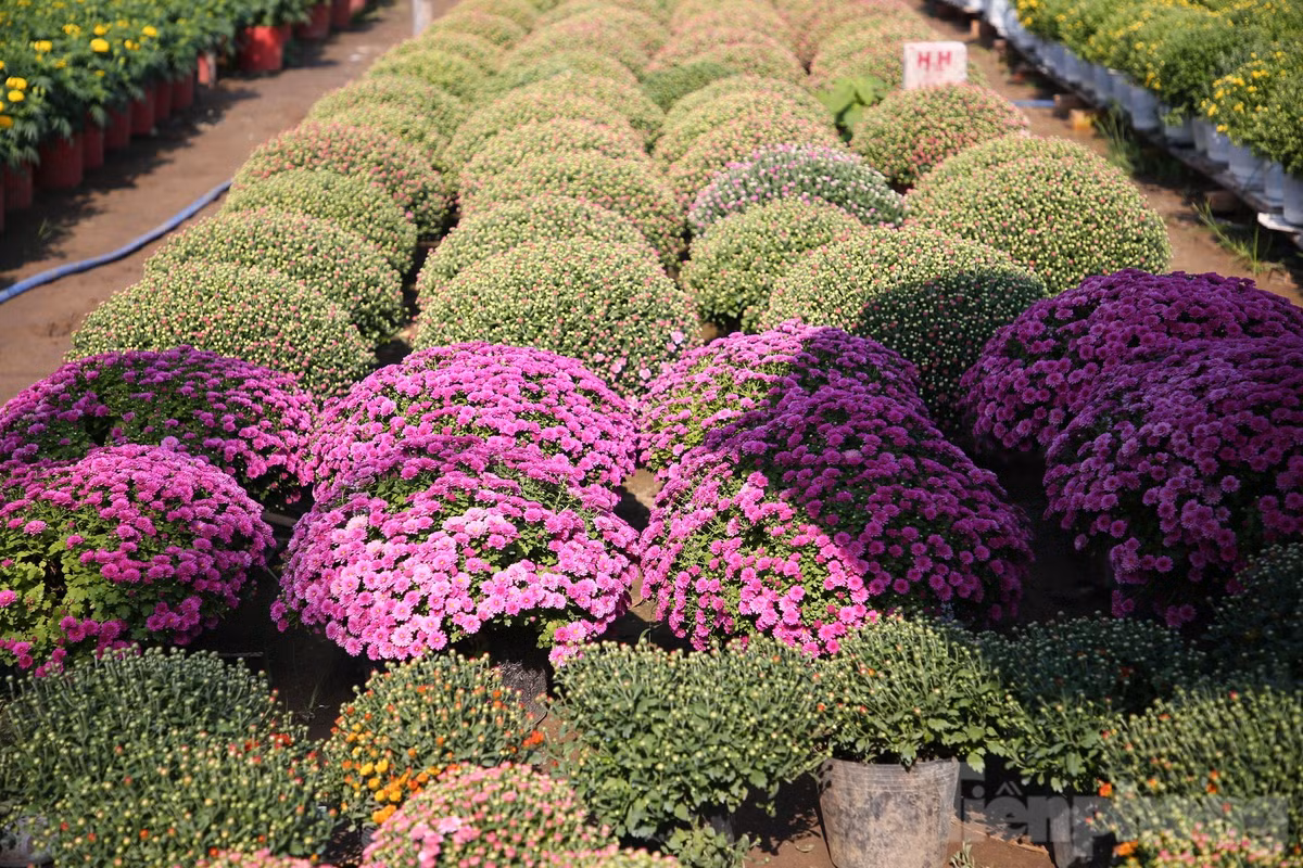 Làng hoa Phó Thọ - Bà Bộ là làng hoa nổi tiếng ở TP. Cần Thơ có lịch sử hình thành và phát triển hơn 100 năm. Đây là nơi cung ứng hoa kiểng cho nhiều tỉnh, thành phố trong cả nước.