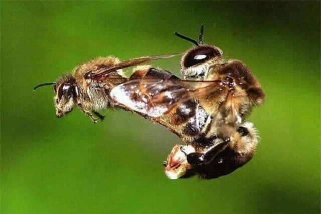 5 loai co cach ‘an ai’ di nhat Trai dat, co loai o Viet Nam-Hinh-3