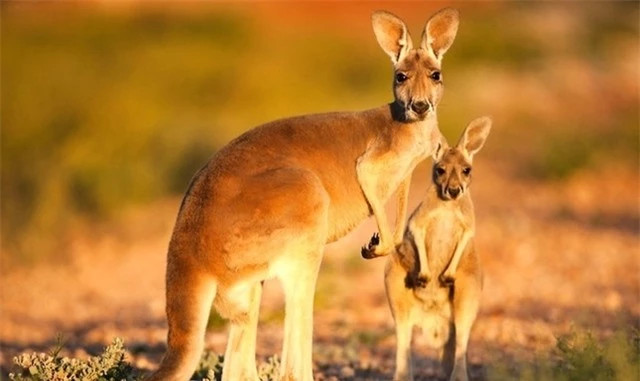 5 loai co cach ‘an ai’ di nhat Trai dat, co loai o Viet Nam-Hinh-2