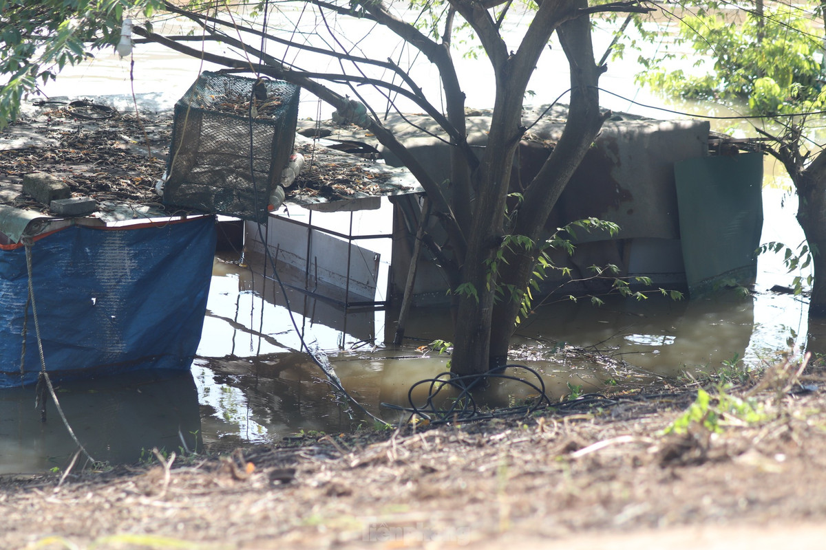 “Một số vật nuôi trên bờ, nay đành phải đưa tạm thời lên trên lồng cá rồi quây lại. Số cây trồng như ngô, khoai thì mất trắng vì chìm dưới dòng sông trong thời gian dài”, ông Thông bộc bạch.