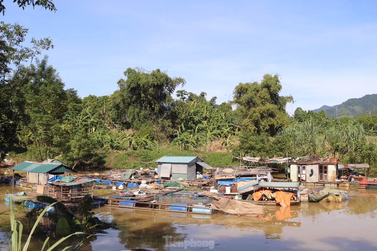 "Vào cuối tháng 7, khi thủy điện Hòa Bình mở cửa xả đáy thứ 4, gia đình tôi bị chết khoảng 500 – 600kg cá lăng đen, do cá bị sốc nước. Sau khi cá chết, gia đình phải bán gần 1 tấn cá lăng đen đang nuôi vì sợ để lâu sẽ bị chết. Cứ mỗi khi thủy điện xả lũ, chúng tôi buộc phải di chuyển lồng bè đến nơi an toàn”, ông Ngô Văn Thị, người dân xóm vạn chài ngậm ngùi kể.