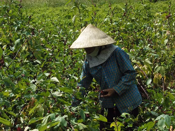 Người dân bán cho thương lái quả non để lấy giá cao khiến doanh nghiệp bao tiêu lao đao.