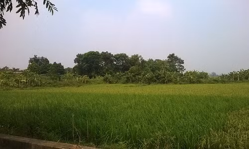 Cánh đồng Dành, nơi người dân tố chủ trang trại thuê mượn và sử dụng đất sai mục đích .