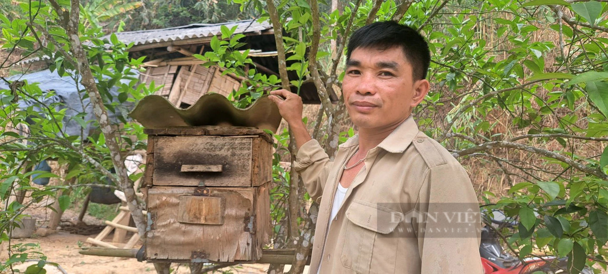 Làm chuồng xinh dụ ong rừng về vườn, nông dân Điện Biên "trúng đậm" Lam chuong xinh du ong rung ve vuon, nong dan Dien Bien