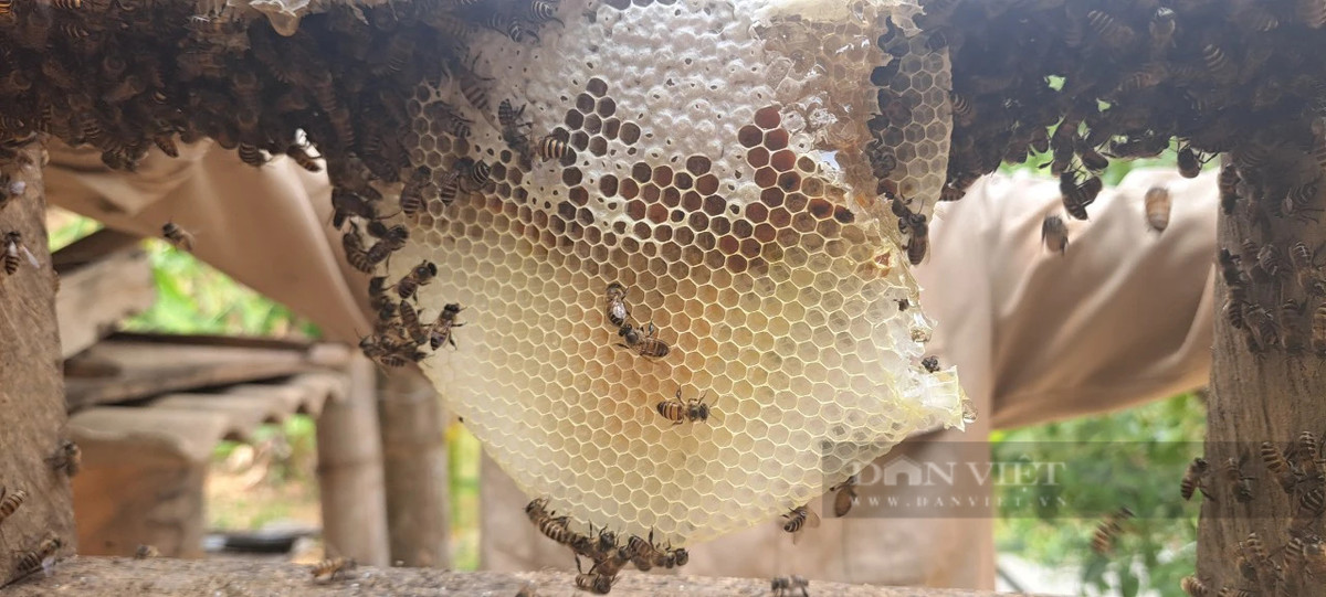 Làm chuồng xinh dụ ong rừng về vườn, nông dân Điện Biên "trúng đậm" - Hình 3 Lam chuong xinh du ong rung ve vuon, nong dan Dien Bien