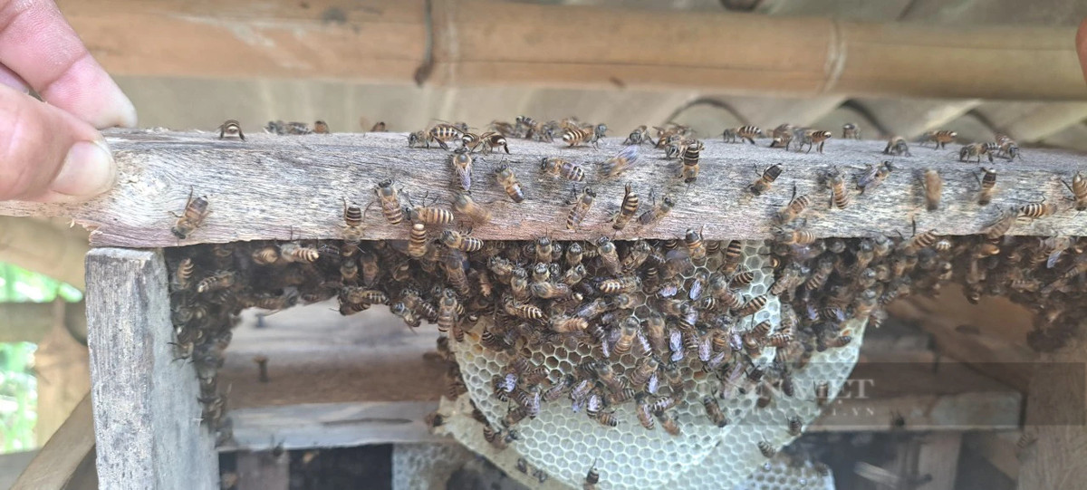 Làm chuồng xinh dụ ong rừng về vườn, nông dân Điện Biên "trúng đậm" - Hình 2 Lam chuong xinh du ong rung ve vuon, nong dan Dien Bien