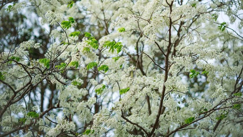 Phát hiện gốc cây khủng dưới suối, ai ngờ là "vàng lộ thiên" - Hình 2 Phat hien goc cay khung duoi suoi, ai ngo la