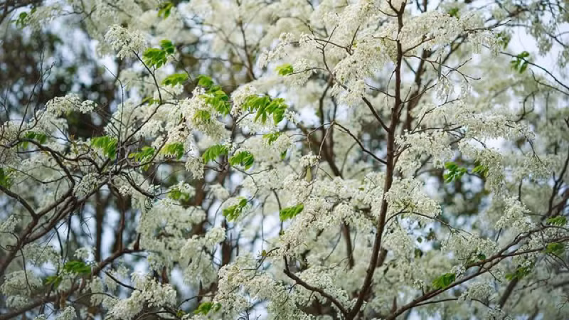 Phát hiện gốc cây khủng dưới suối, ai ngờ là "vàng lộ thiên" - Hình 2 Phat hien goc cay khung duoi suoi, ai ngo la