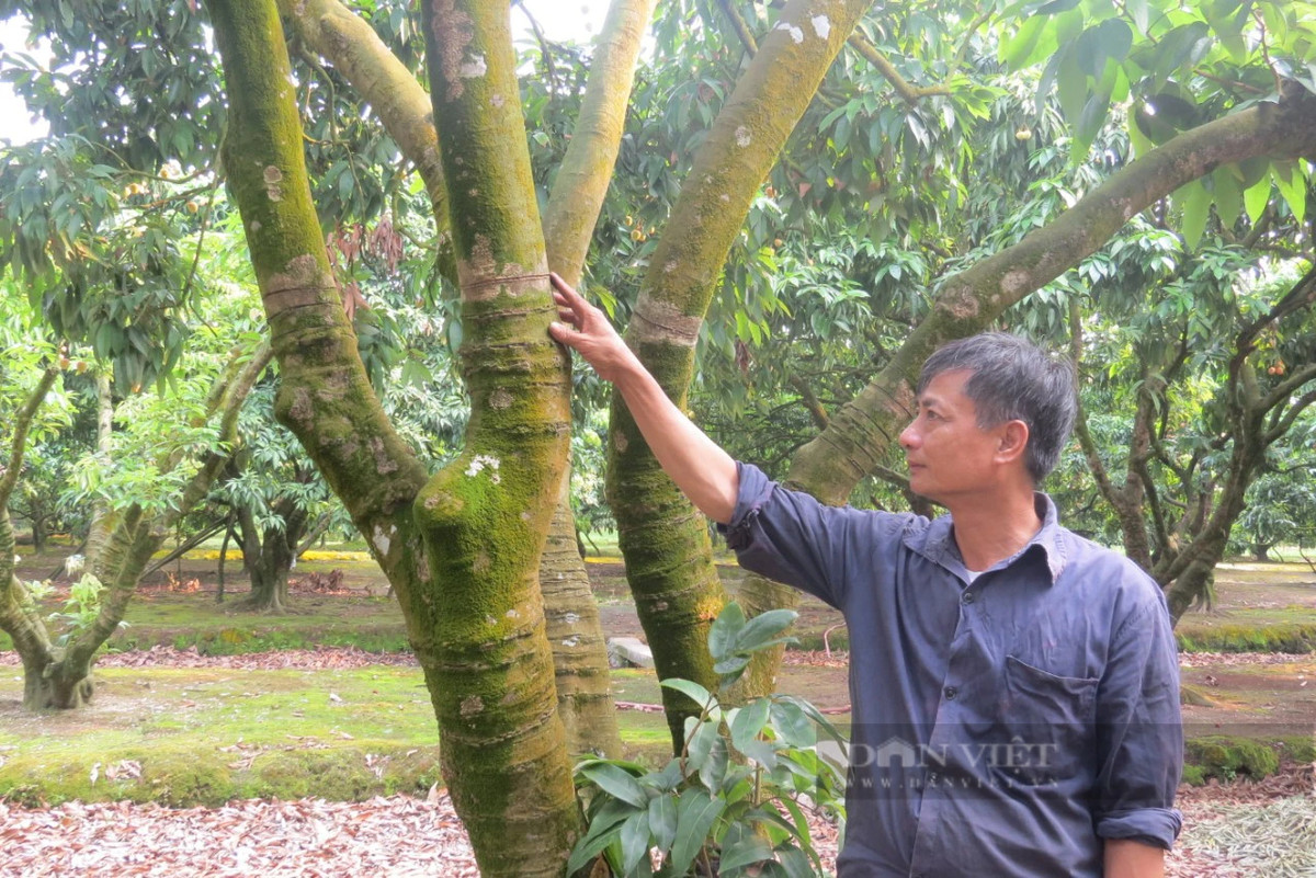 Trong vai chin som, nong dan Hai Phong ban gia cao gap nhieu lan-Hinh-4