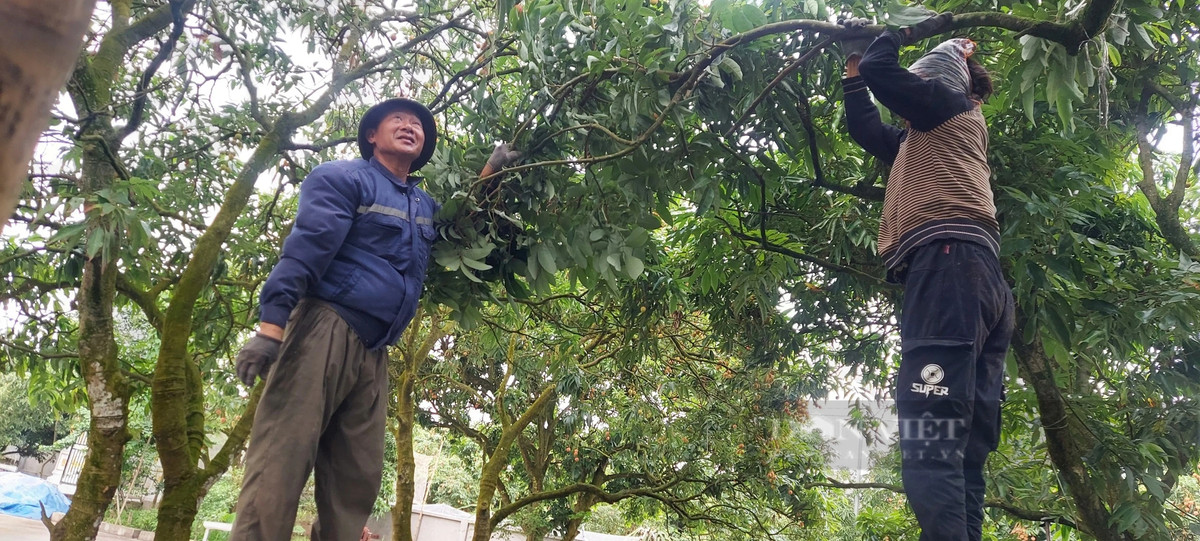 Trong vai chin som, nong dan Hai Phong ban gia cao gap nhieu lan-Hinh-3