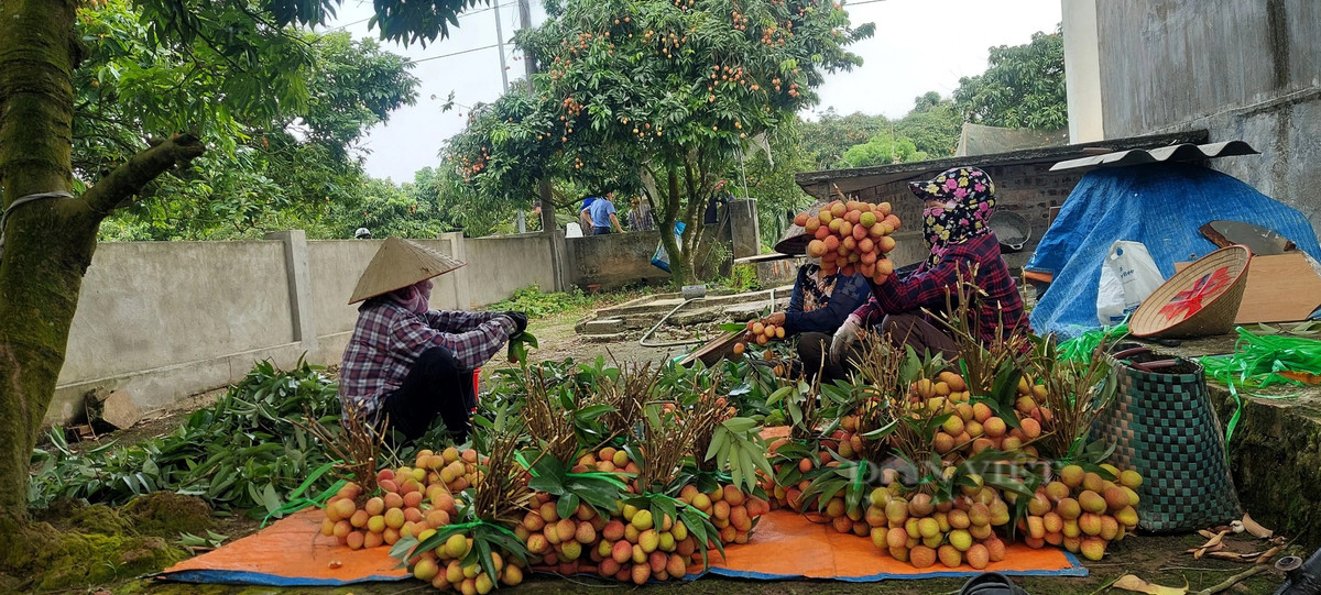 Trong vai chin som, nong dan Hai Phong ban gia cao gap nhieu lan