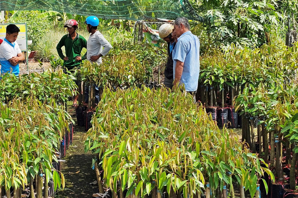 Cay giong sau rieng mua ban soi dong, gia dang tang o Can Tho