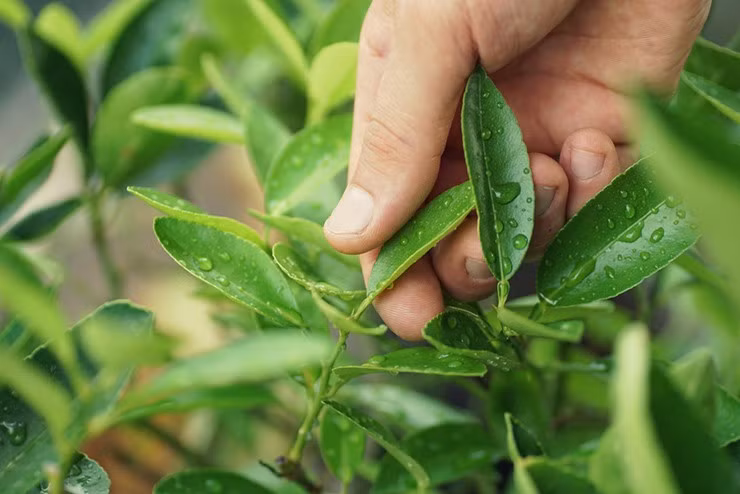 10 loi ich bat ngo cua la chanh ban nen biet