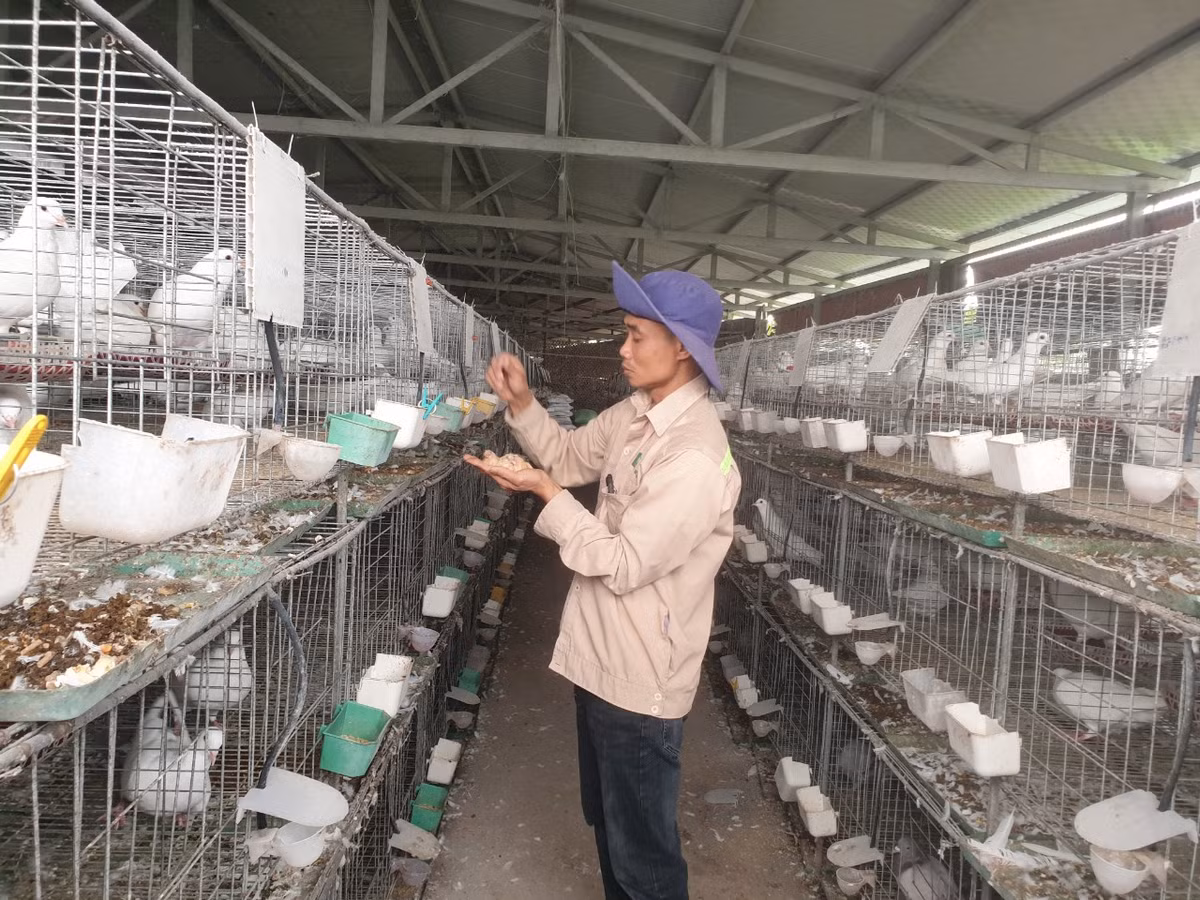 Nong dan Hai Phong lam giau tu nuoi chim bo cau Phap