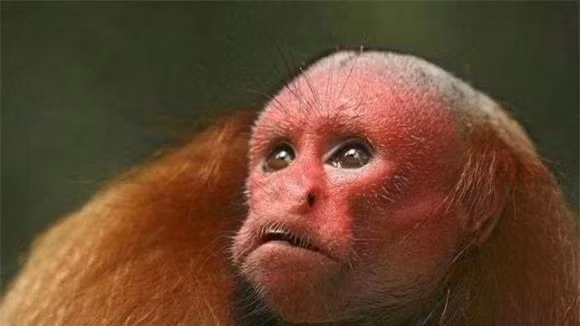 Loài khỉ xấu xí nhất thế giới trước nguy cơ tuyệt chủng Loai khi xau xi nhat the gioi truoc nguy co tuyet chung