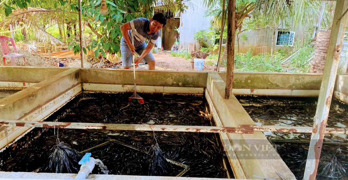 Nuoi luon khong bun trong be xi mang, nong dan Binh Dinh lai lon-Hinh-2