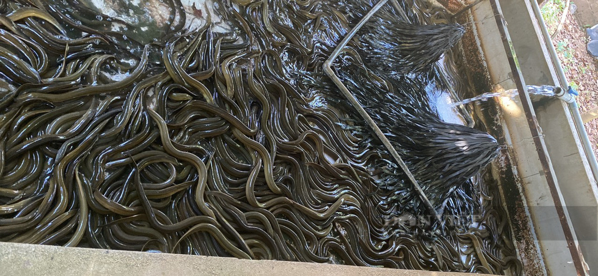 Nuoi luon khong bun trong be xi mang, nong dan Binh Dinh lai lon