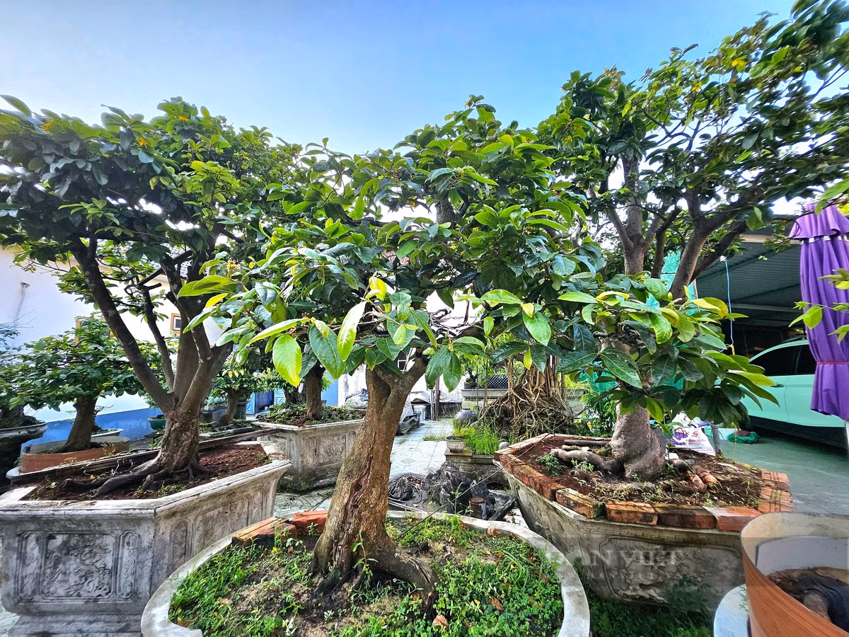 Trong mai vang co thu, nong dan Quang Binh kiem tien ty, sam xe hoi-Hinh-3