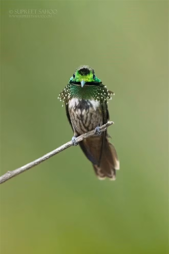 br/> Sự đa dạng sinh học ở Brazil cùng với việc dễ dàng tiếp cận thế giới động vật hoang dã đã khiến nơi đây trở thành điểm đến lý tưởng của các nhiếp ảnh gia chụp chim từ khắp nơi trên thế giới.