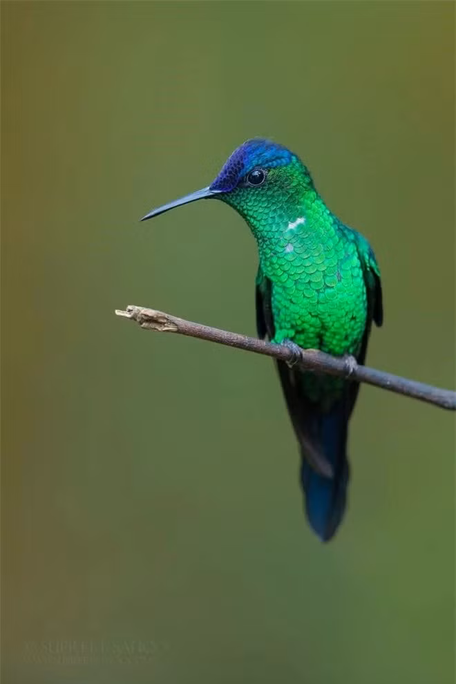 br/> Rừng Đại Tây Dương được đặc trưng bởi sự đa dạng sinh học cao và đặc hữu.