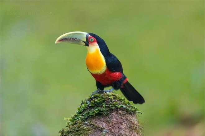 Chim Toucan.