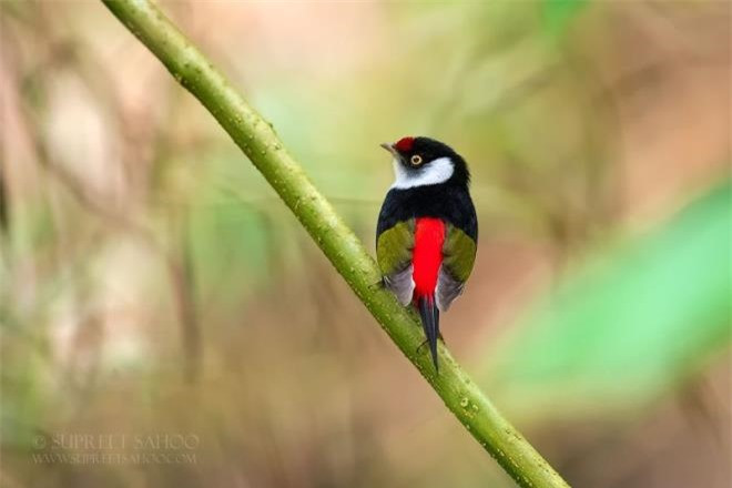 Khu vực rừng Đại Tây Dương ở Đông Nam Brazil có rất nhiều loài chim đặc hữu đầy màu sắc.